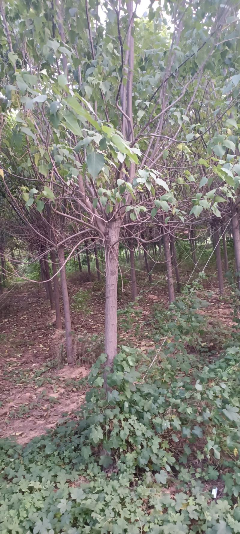 楸树8-----15公分，货源充足，