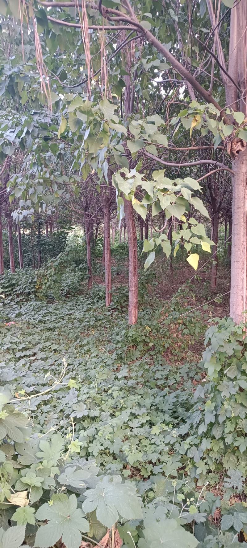 楸树8-----15公分，货源充足，