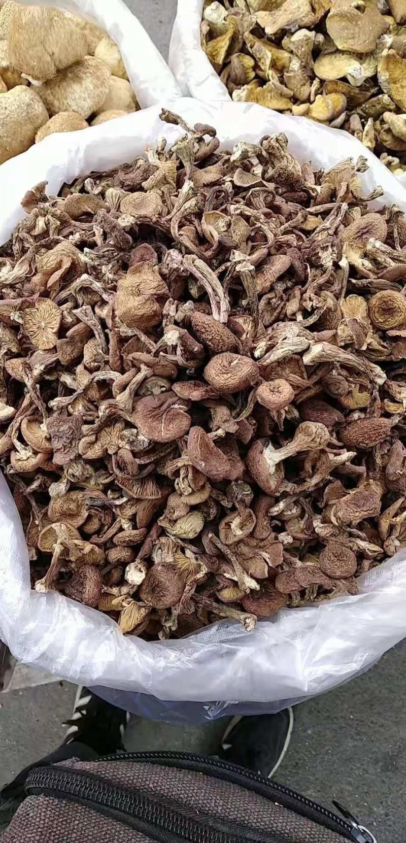 榛蘑批发
