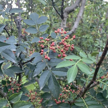 （优）花椒，颗粒大饱满，颜色漂亮欢迎老客户来电咨询