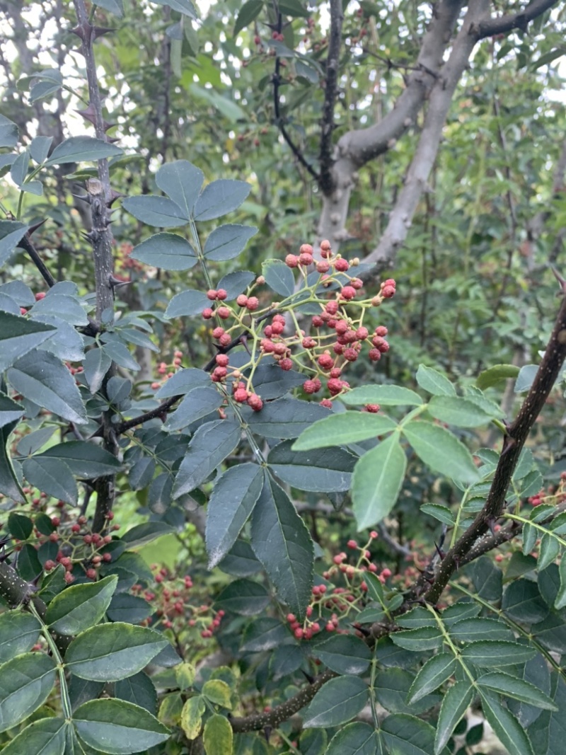 （优）花椒，颗粒大饱满，颜色漂亮欢迎老客户来电咨询