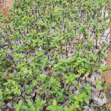 金银花种植有十几年了，从赔钱到赚钱有一定的经验
