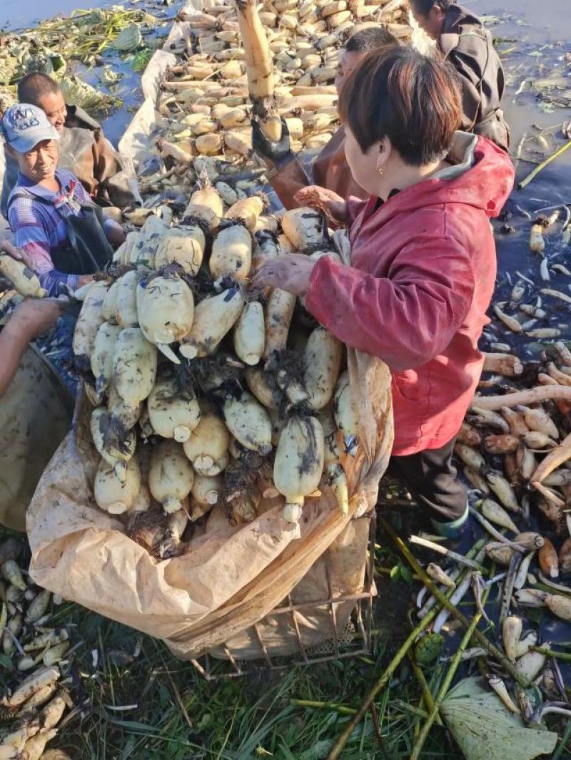 山东东营精品莲藕，通货，水洗，真空藕量大货优，欢迎咨询