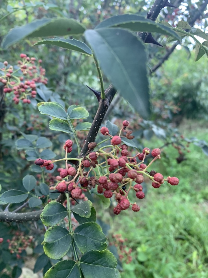 （优）花椒，颗粒大饱满，颜色漂亮欢迎老客户来电咨询