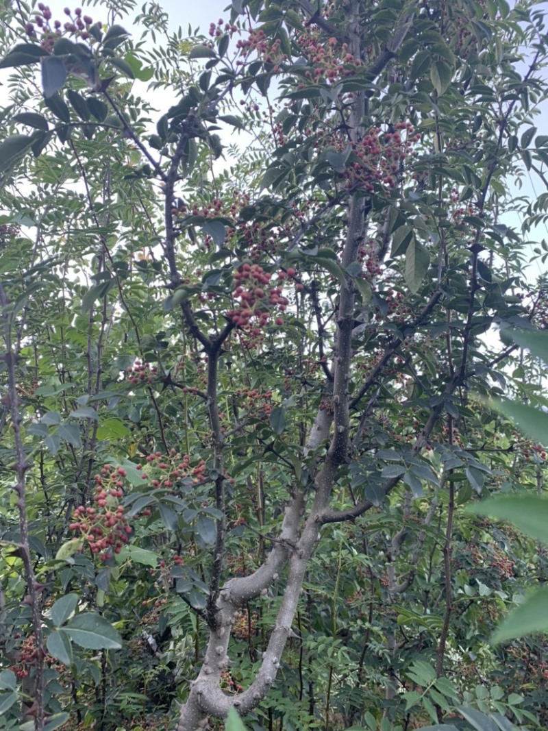 （优）花椒，颗粒大饱满，颜色漂亮欢迎老客户来电咨询
