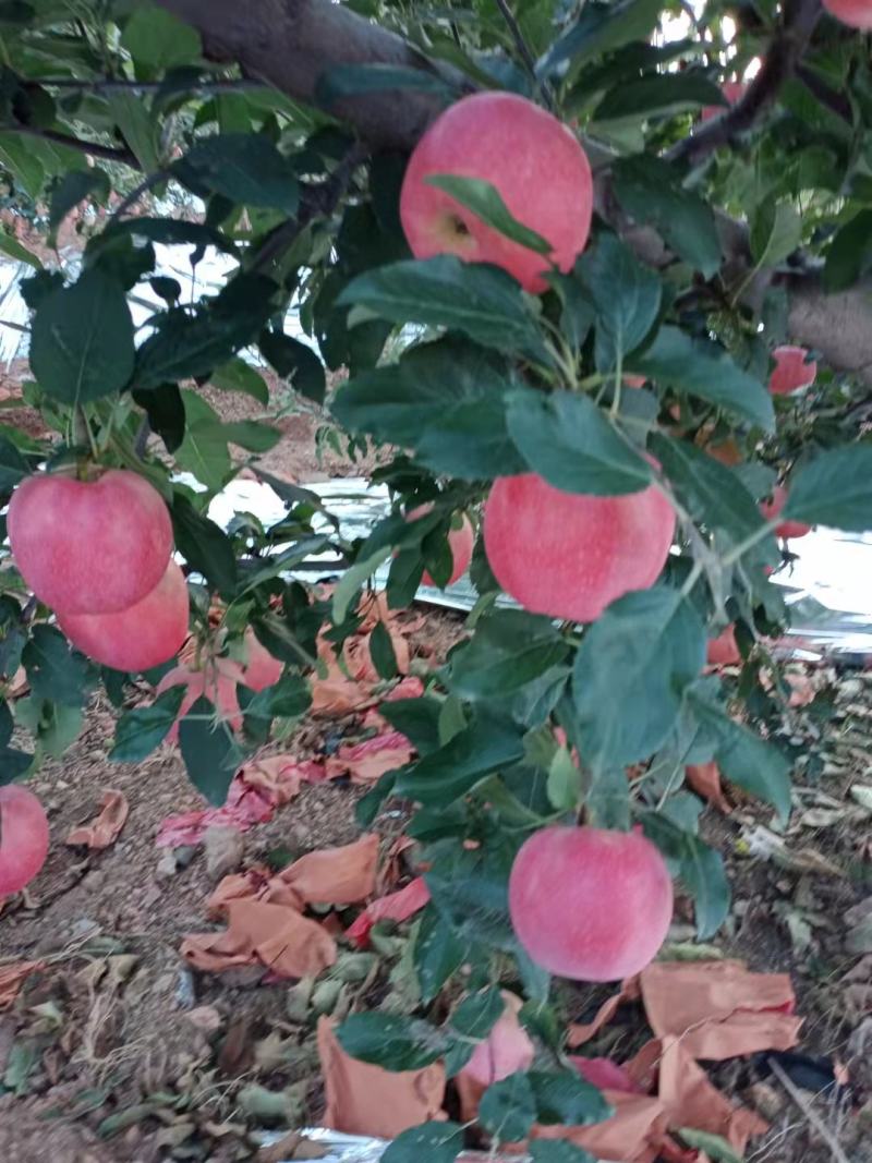 嘎啦苹果大量上市