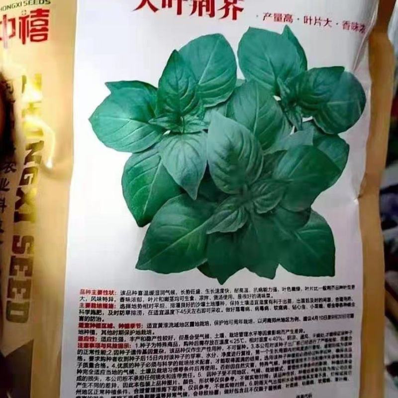 大叶荆芥种子浓香大叶荆芥种子袋装500g
