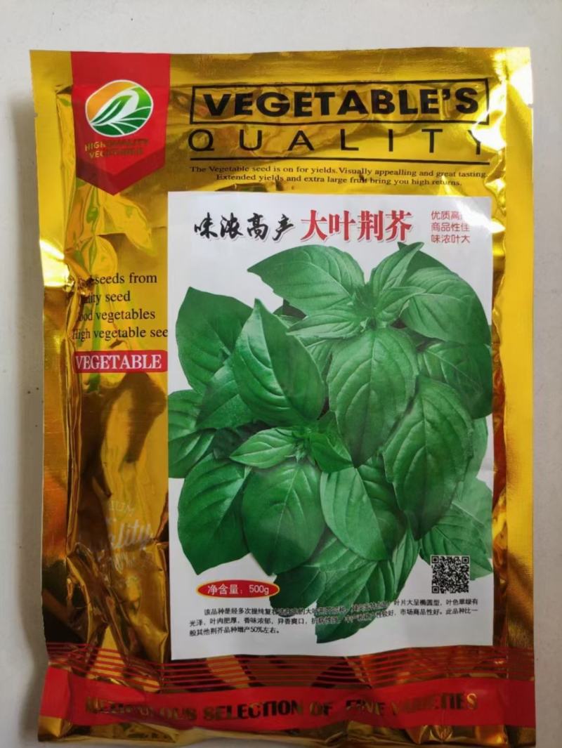 大叶荆芥种子浓香大叶荆芥种子袋装500g