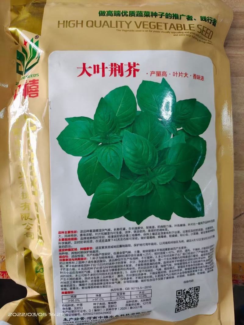 大叶荆芥种子浓香大叶荆芥种子袋装500g