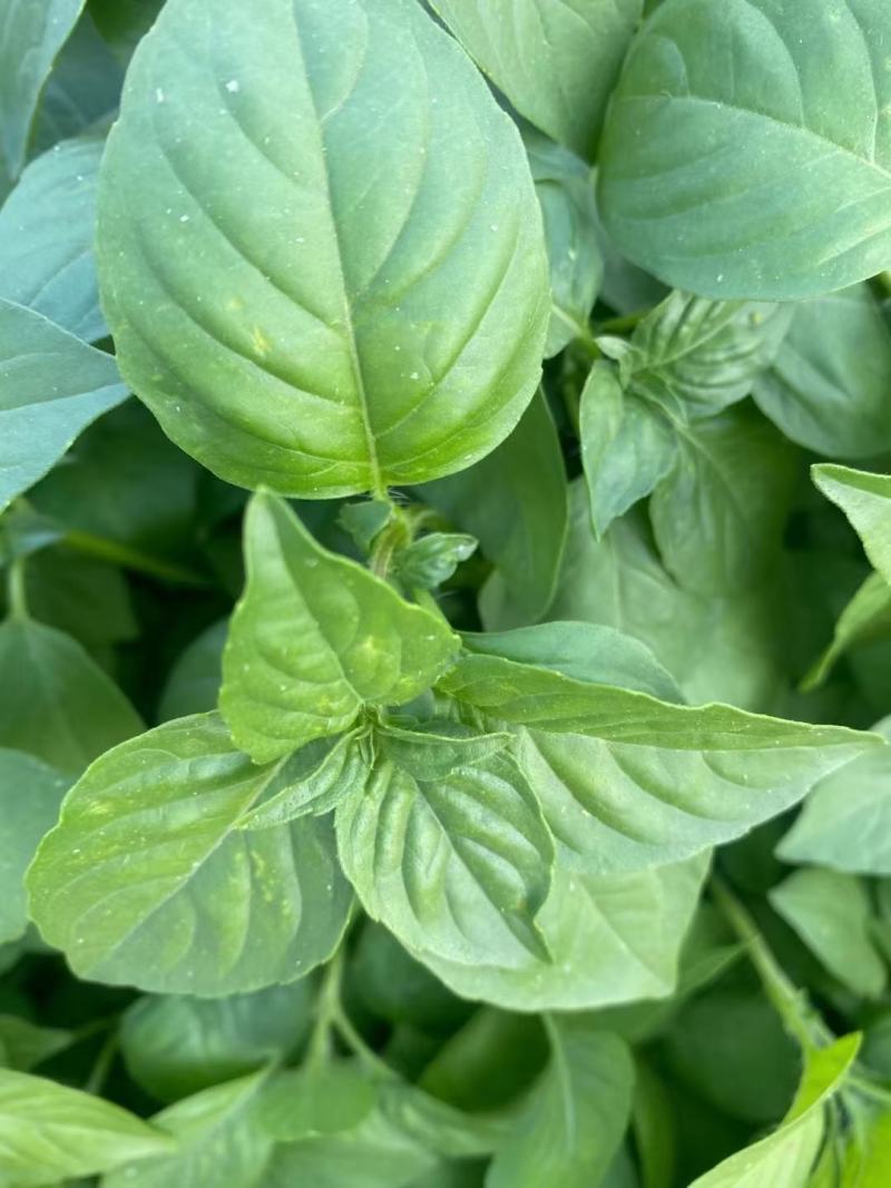 大叶荆芥种子浓香大叶荆芥种子袋装500g