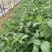大叶荆芥种子浓香大叶荆芥种子袋装500g