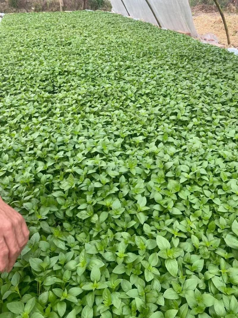 大叶荆芥种子浓香大叶荆芥种子袋装500g