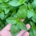 大叶荆芥种子浓香大叶荆芥种子袋装500g