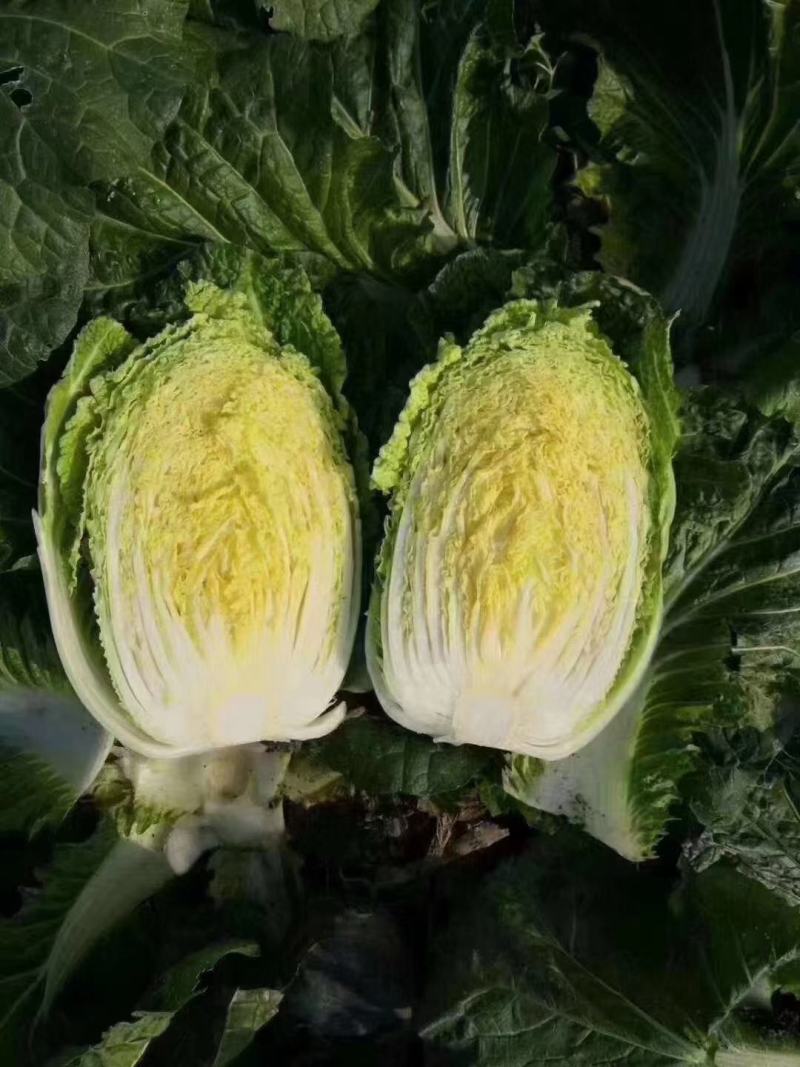扶余市白菜大面积上市，杠菜，包心菜，啥品种都有