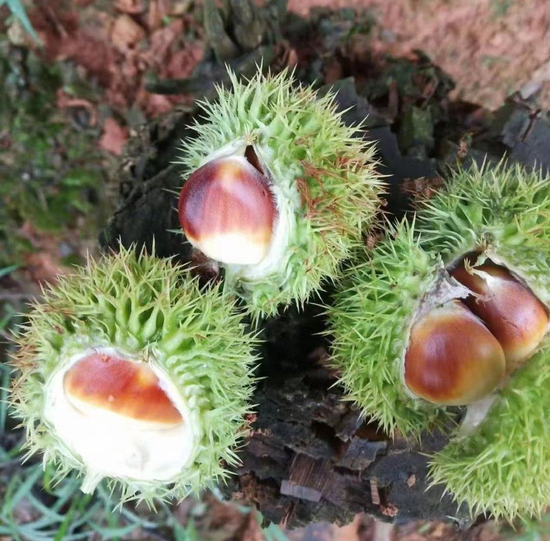 栗子在冬天的市场摊位上堆成小山