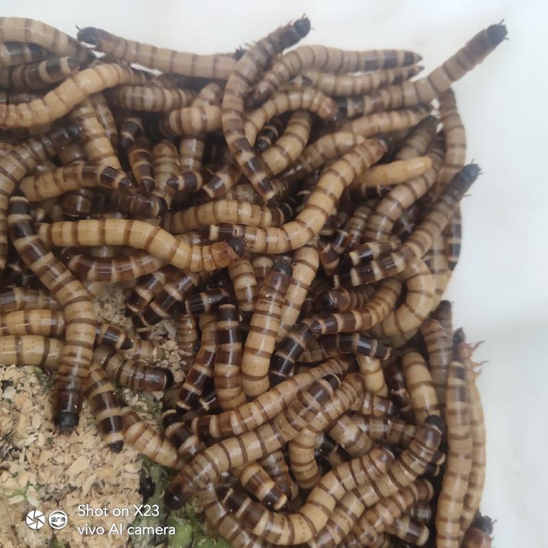 原产地实发蛋白虫长期实力供货
