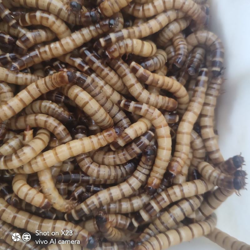 原产地实发蛋白虫长期实力供货