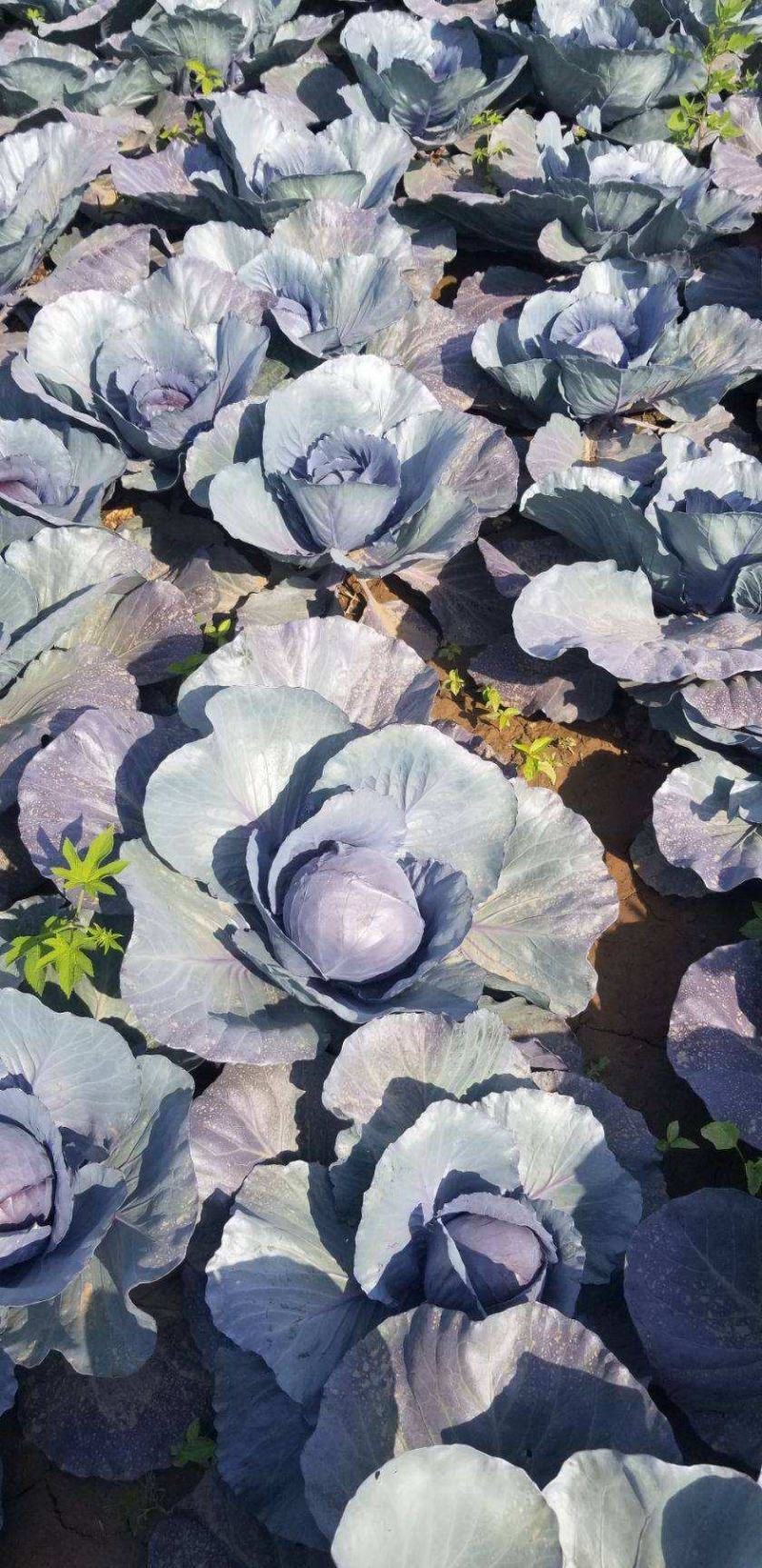 甘蓝紫甘蓝蔬菜有机花菜莴笋各种蔬菜原产地批发