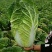 大白菜