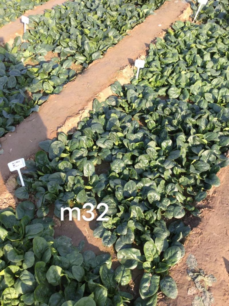 豫艺圆叶菠菜种子正宗可靠，叶片大而肥厚半直立菠菜趴地菠菜