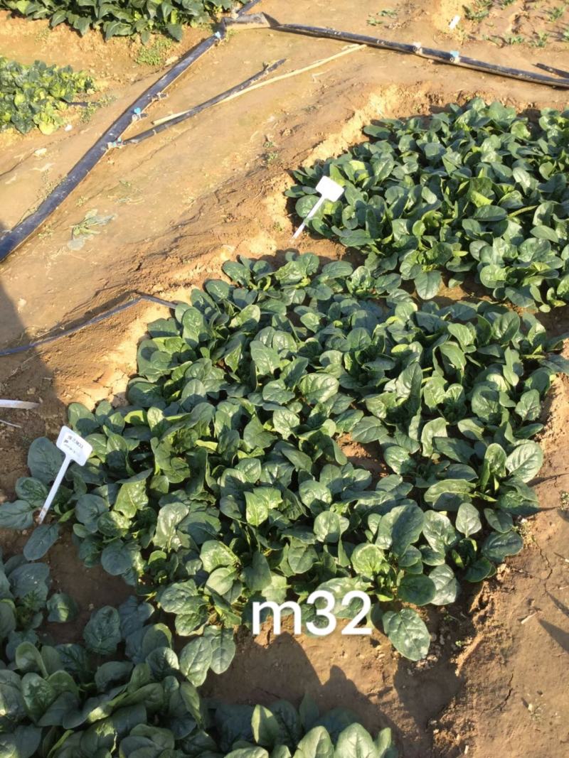 豫艺圆叶菠菜种子正宗可靠，叶片大而肥厚半直立菠菜趴地菠菜