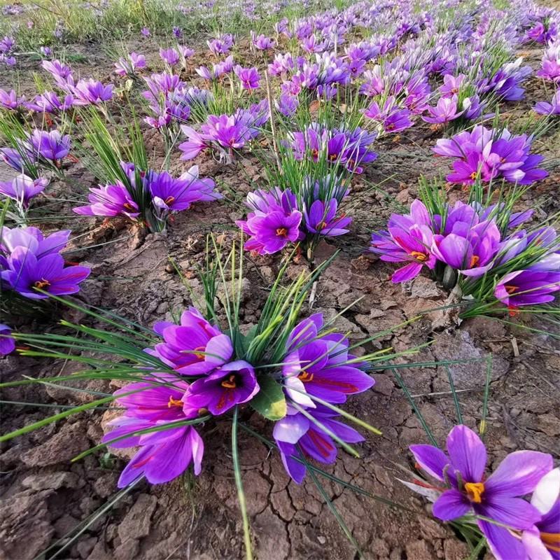 药用藏红花种球番红花食用耐寒花卉种子西红花苗球根植物盆栽