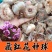 药用藏红花种球番红花食用耐寒花卉种子西红花苗球根植物盆栽