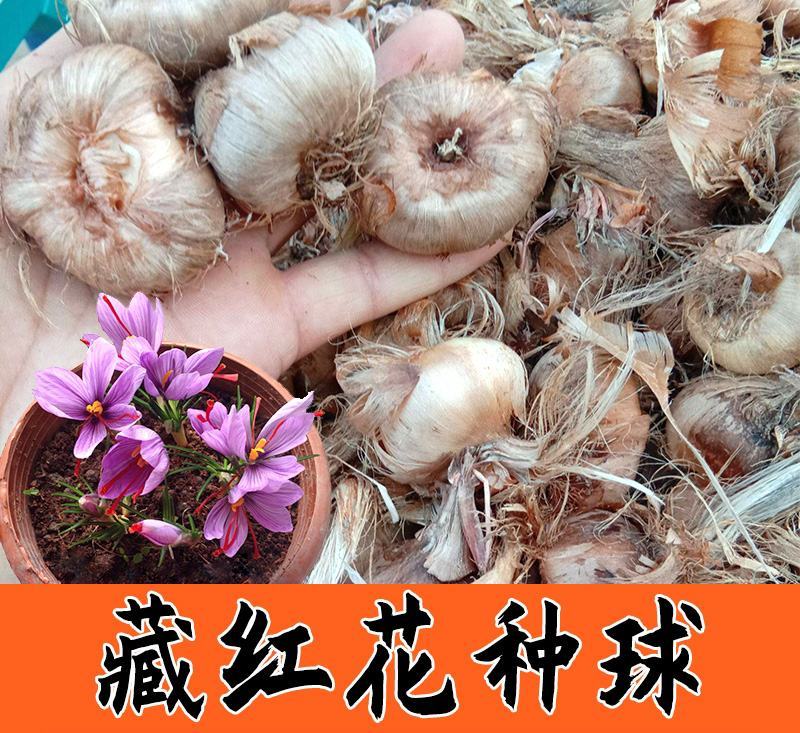 药用藏红花种球番红花食用耐寒花卉种子西红花苗球根植物盆栽
