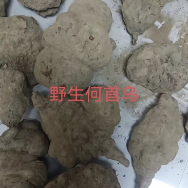 野生何首乌
