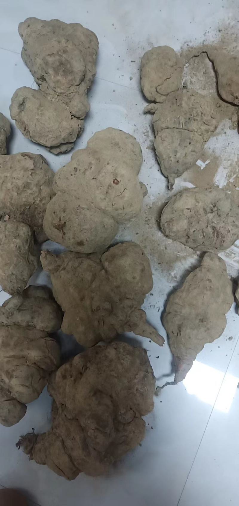 野生何首乌