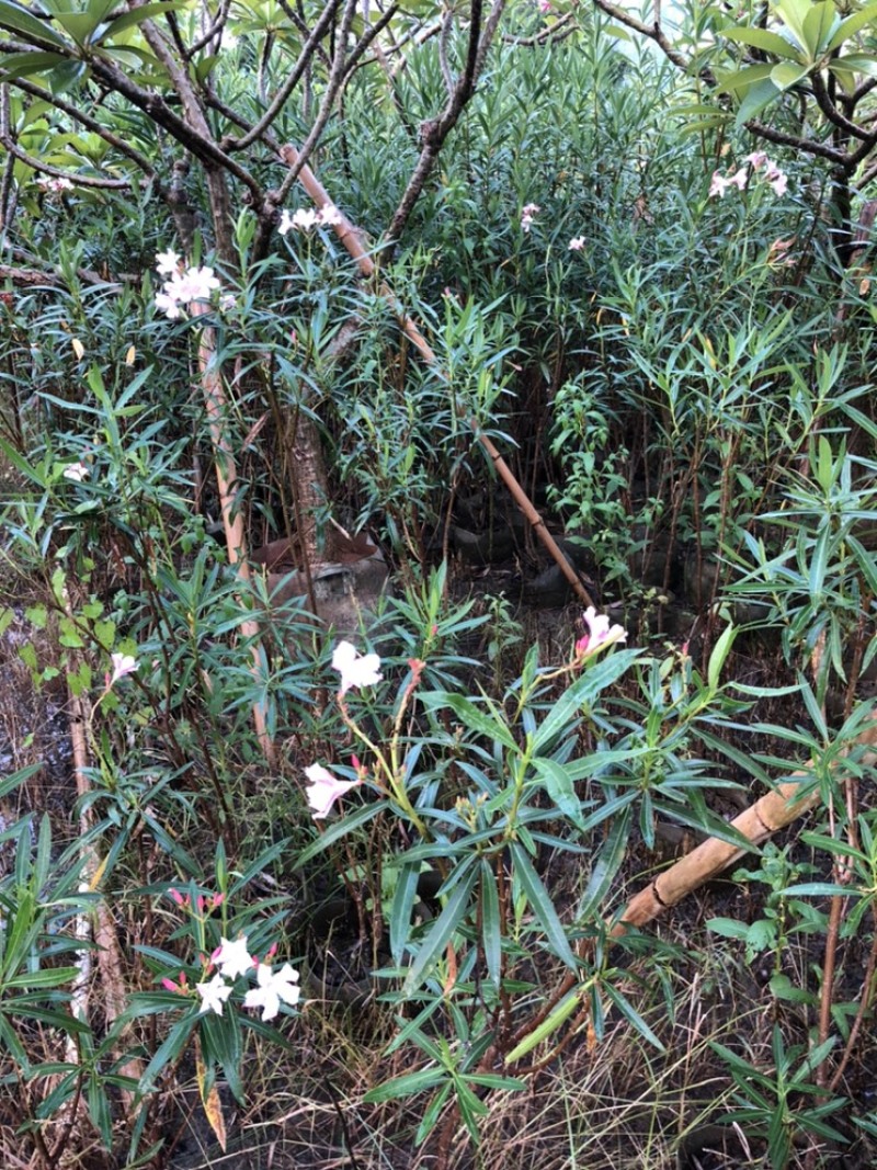 夹竹桃高度80-200厘米冠幅40-80厘米看上的联系