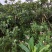 夹竹桃高度80-200厘米冠幅40-80厘米看上的联系