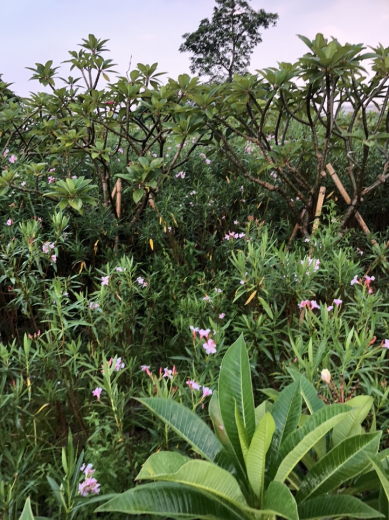 夹竹桃高度80-200厘米冠幅40-80厘米看上的联系