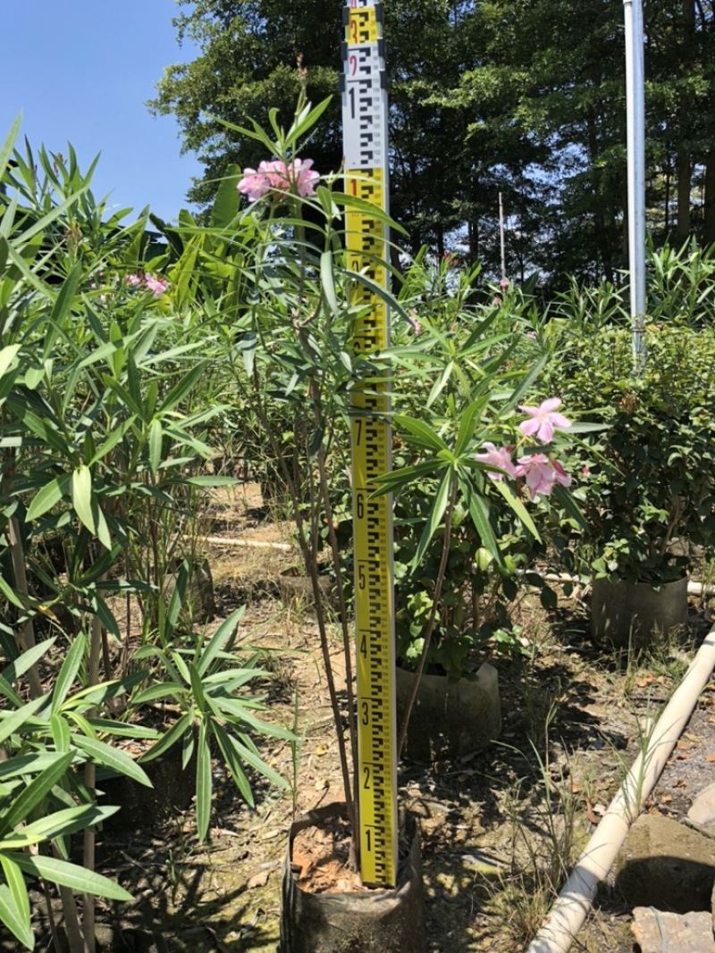 夹竹桃高度80-200厘米冠幅40-80厘米看上的联系