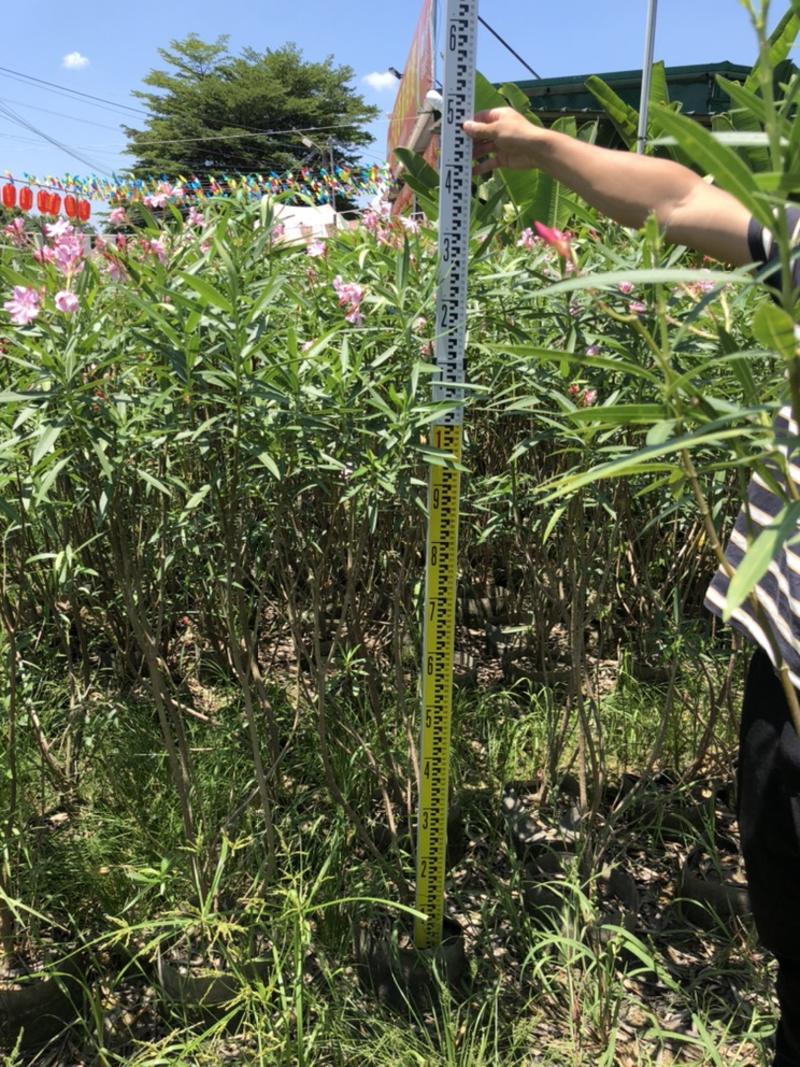 夹竹桃高度80-200厘米冠幅40-80厘米看上的联系