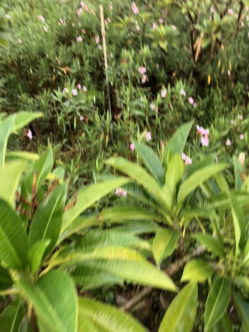 夹竹桃高度80-200厘米冠幅40-80厘米看上的联系