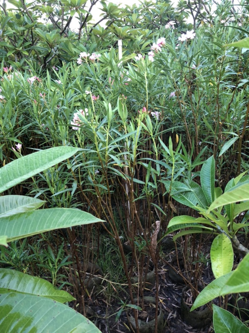 夹竹桃高度80-200厘米冠幅40-80厘米看上的联系