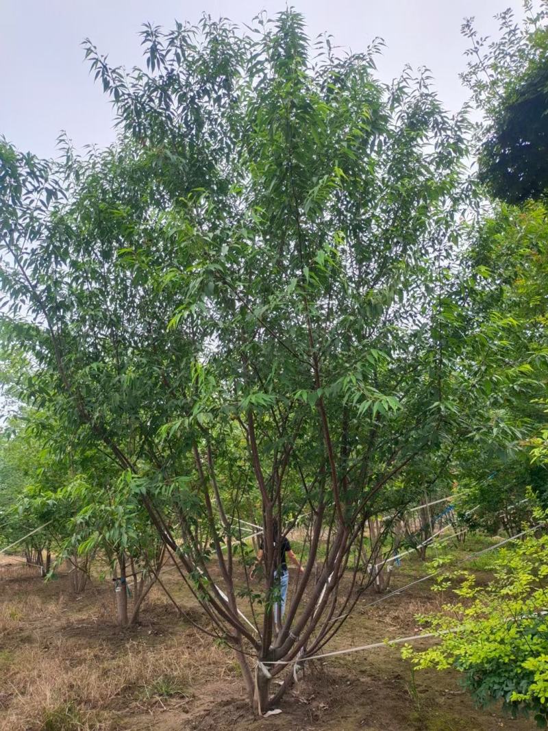 丛生山桃，3到7米