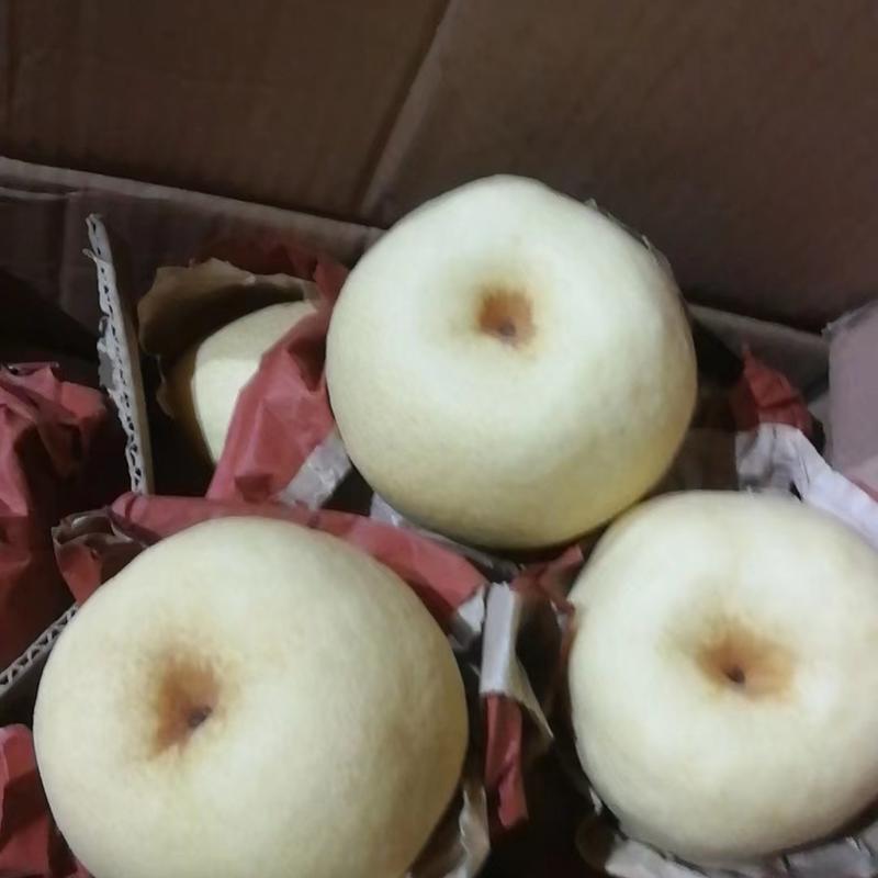 (清库处理陕西蒲城万亩套袋酥梨欢迎有意项的朋友前来看货，