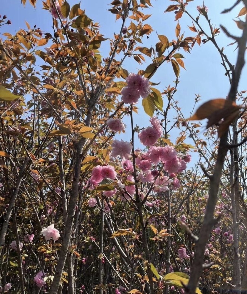 日本樱花5-12分大量现货岀售