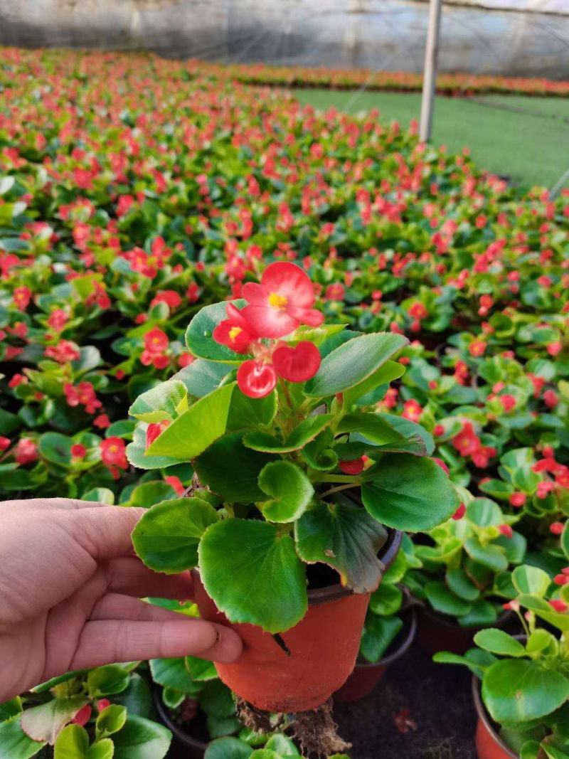 四季海棠花盆栽丽格海棠好养室内四季开花玻璃翠鲜花盆栽带花