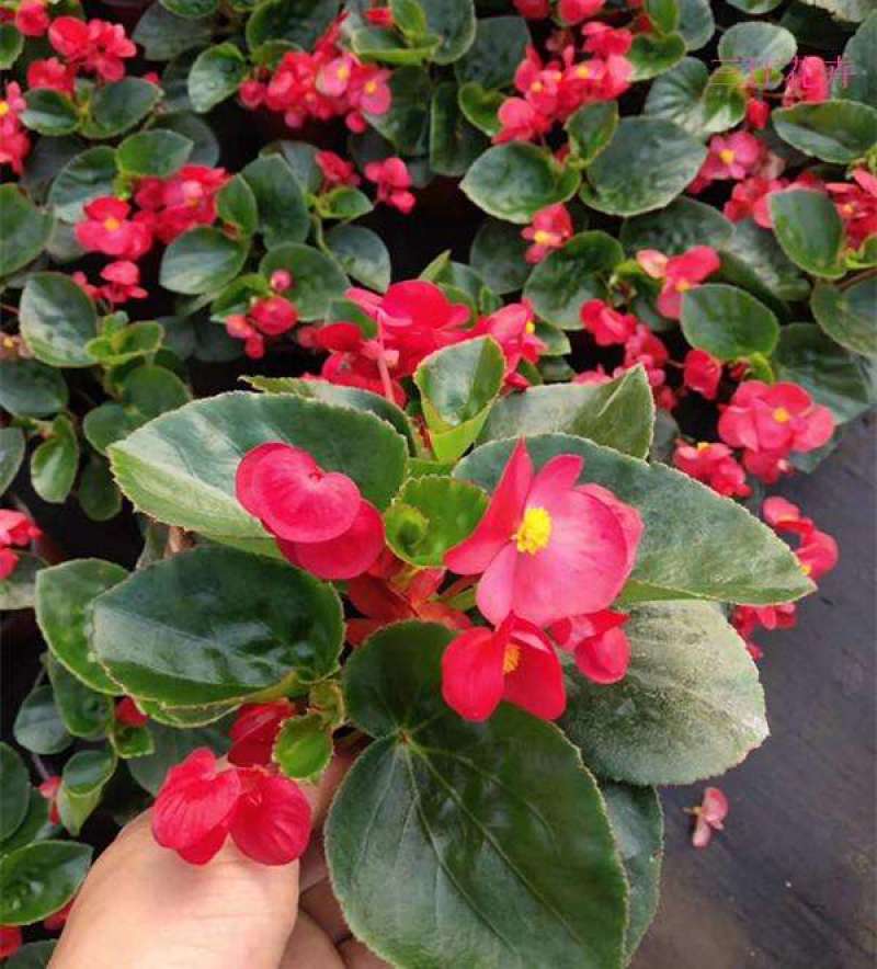 四季海棠花盆栽丽格海棠好养室内四季开花玻璃翠鲜花盆栽带花