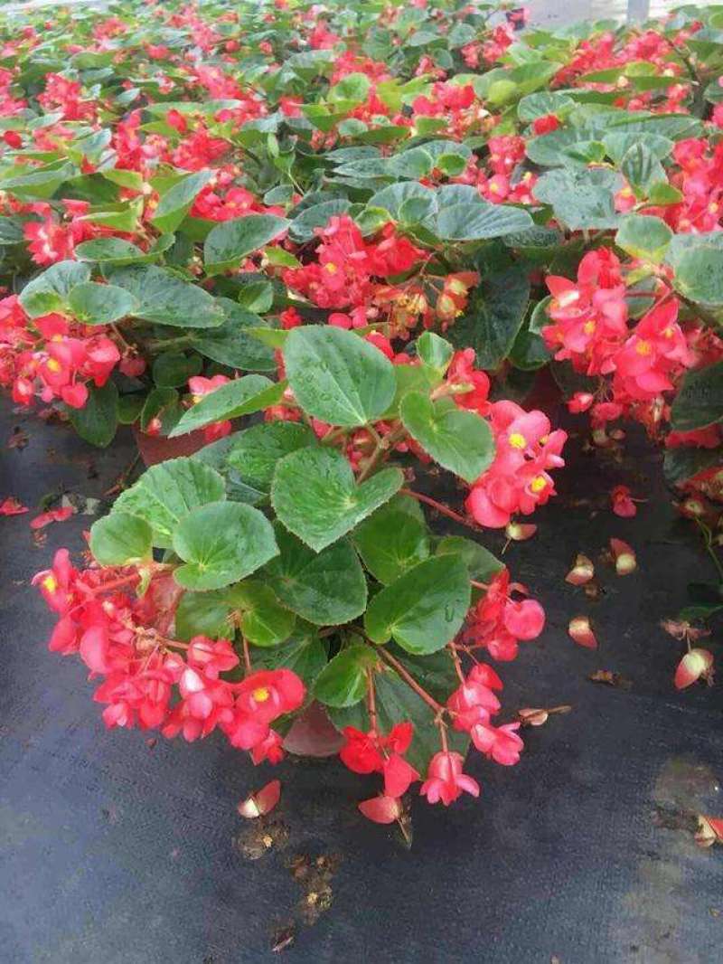 四季海棠花盆栽丽格海棠好养室内四季开花玻璃翠鲜花盆栽带花