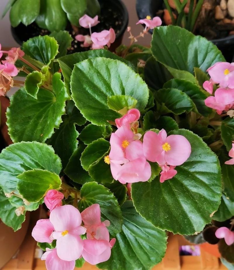 四季海棠花盆栽丽格海棠好养室内四季开花玻璃翠鲜花盆栽带花