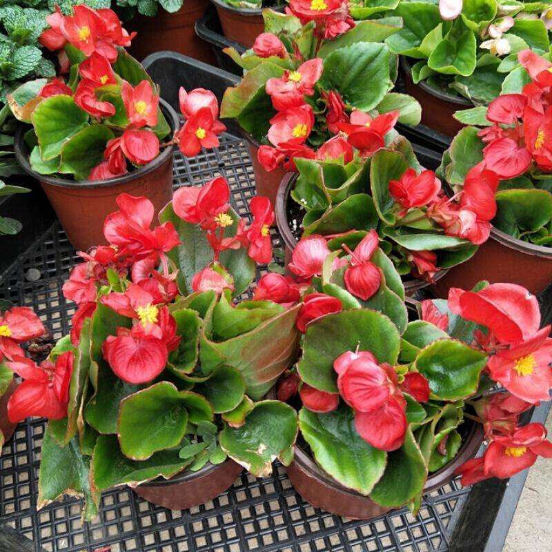 四季海棠花盆栽丽格海棠好养室内四季开花玻璃翠鲜花盆栽带花