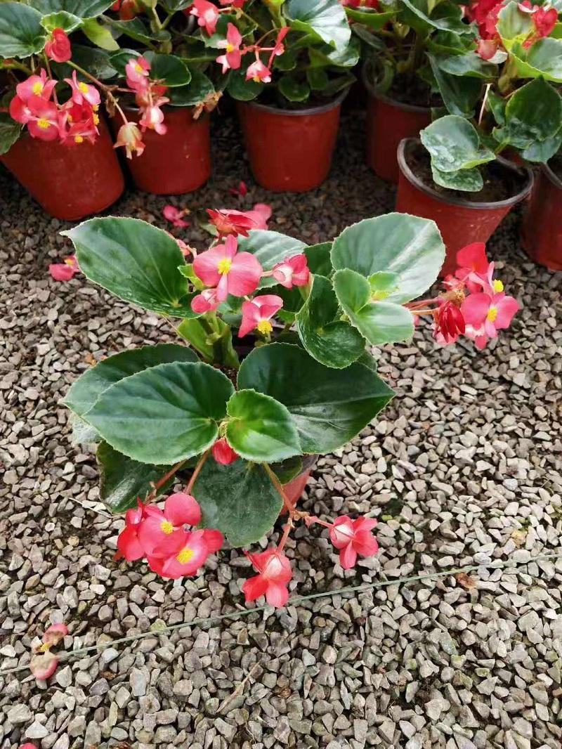 四季海棠花盆栽丽格海棠好养室内四季开花玻璃翠鲜花盆栽带花
