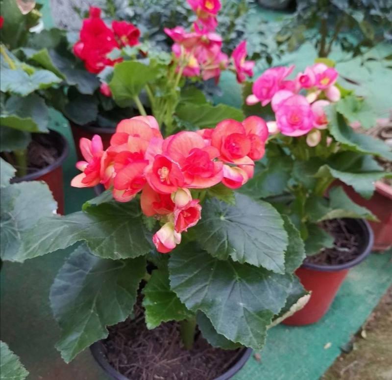 四季海棠花盆栽丽格海棠好养室内四季开花玻璃翠鲜花盆栽带花
