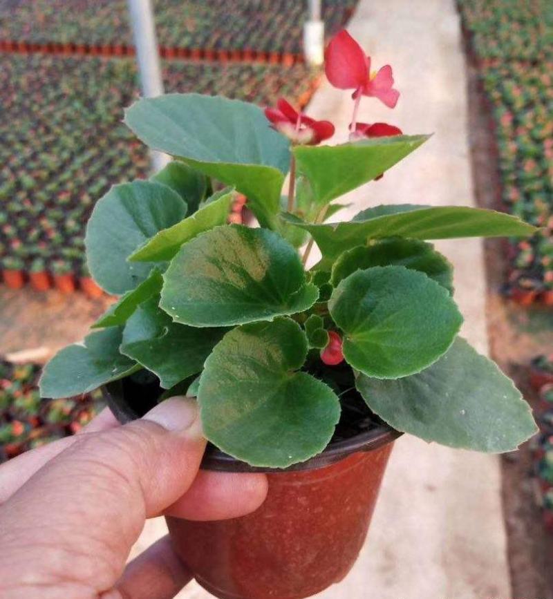 四季海棠花盆栽丽格海棠好养室内四季开花玻璃翠鲜花盆栽带花