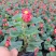 四季海棠花盆栽丽格海棠好养室内四季开花玻璃翠鲜花盆栽带花