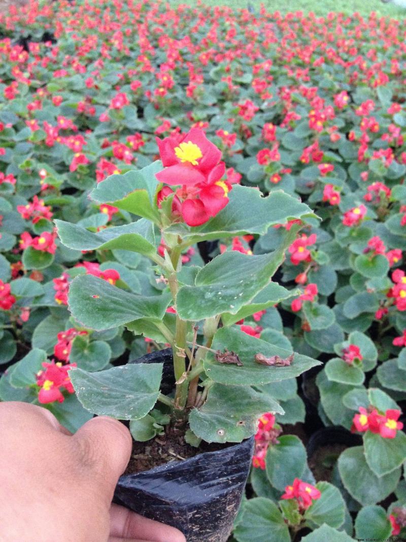 四季海棠花盆栽丽格海棠好养室内四季开花玻璃翠鲜花盆栽带花